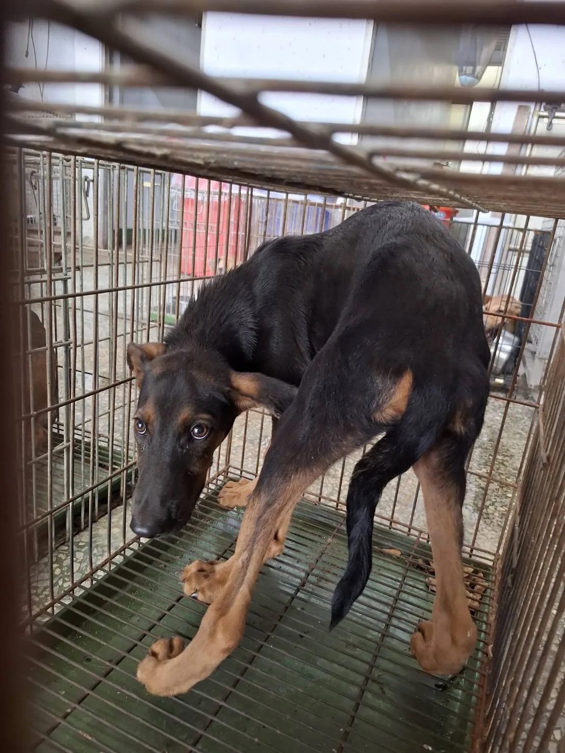 混種犬