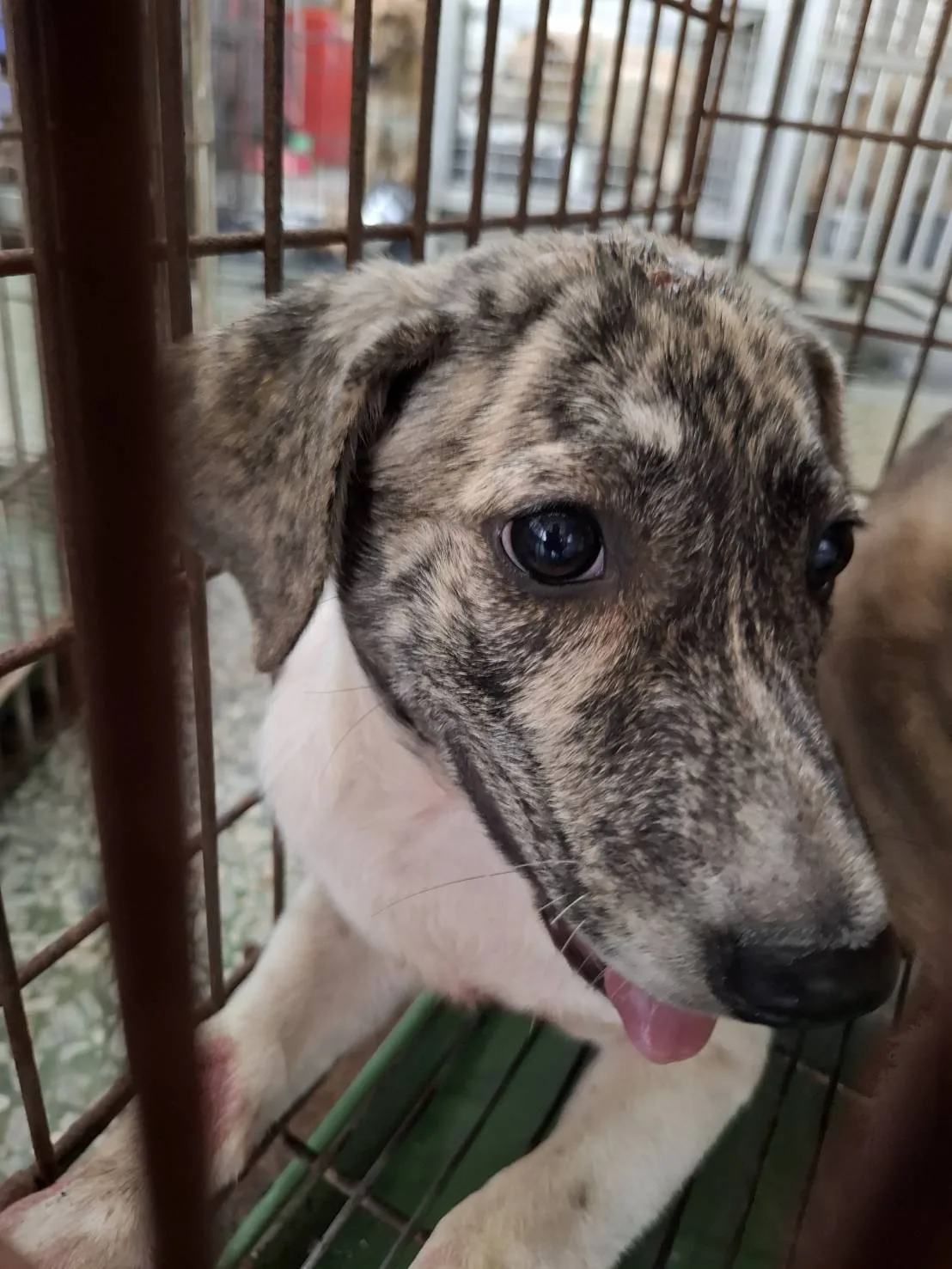 混種犬