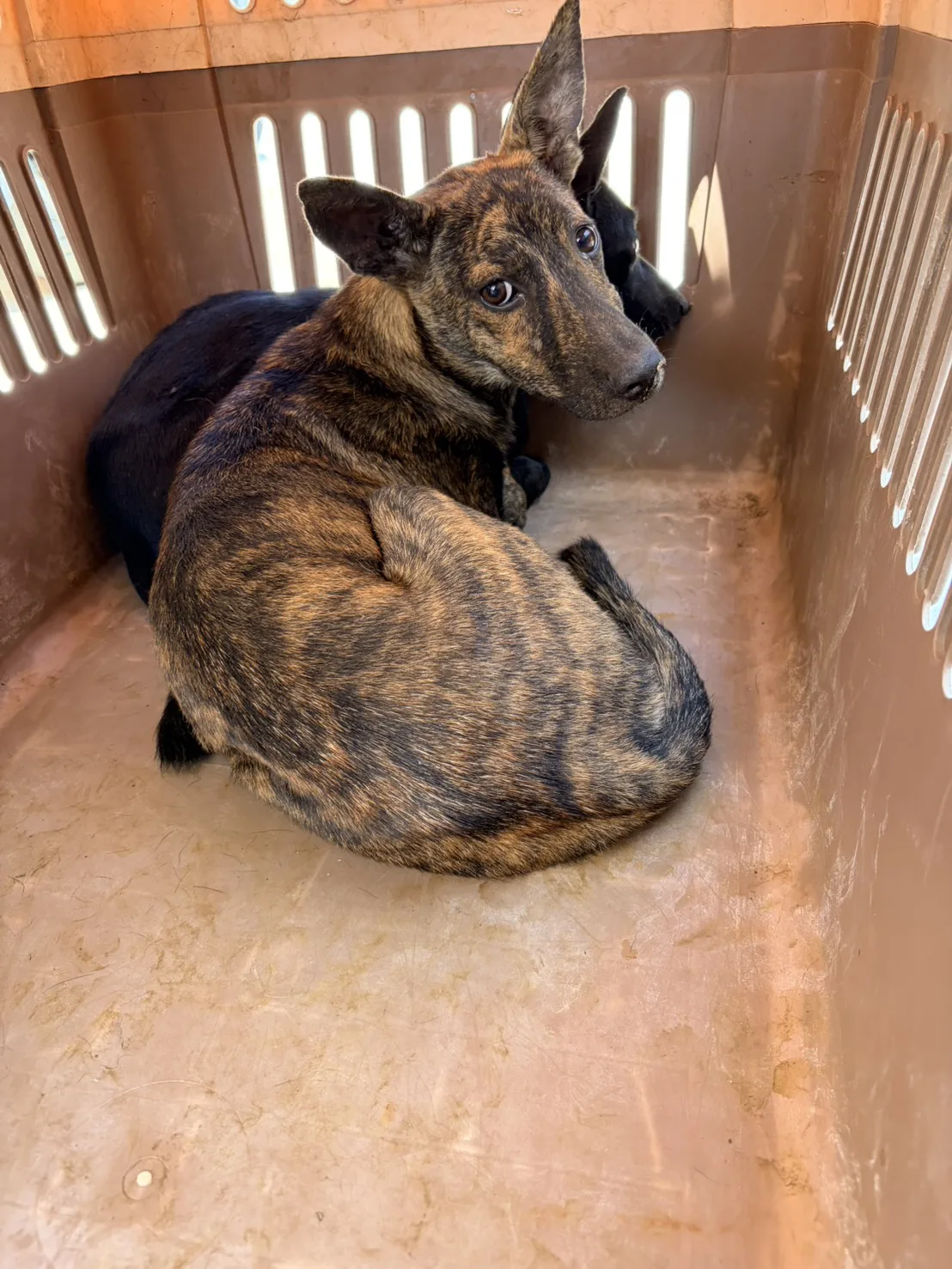 混種犬