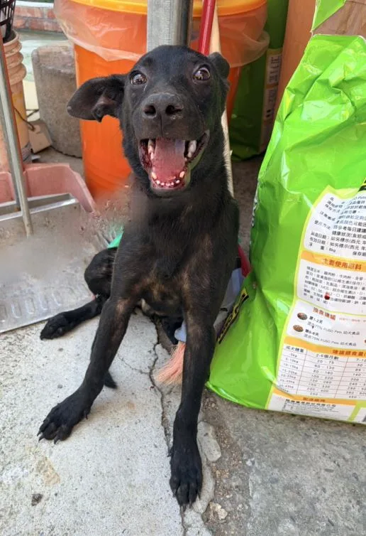 混種犬