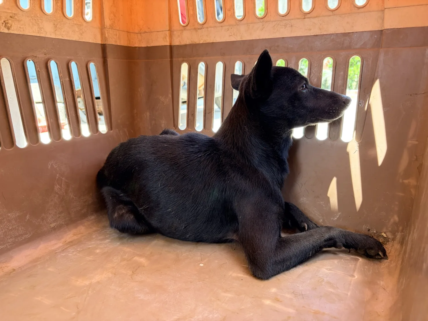 混種犬