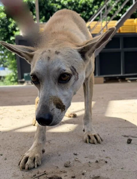 混種犬