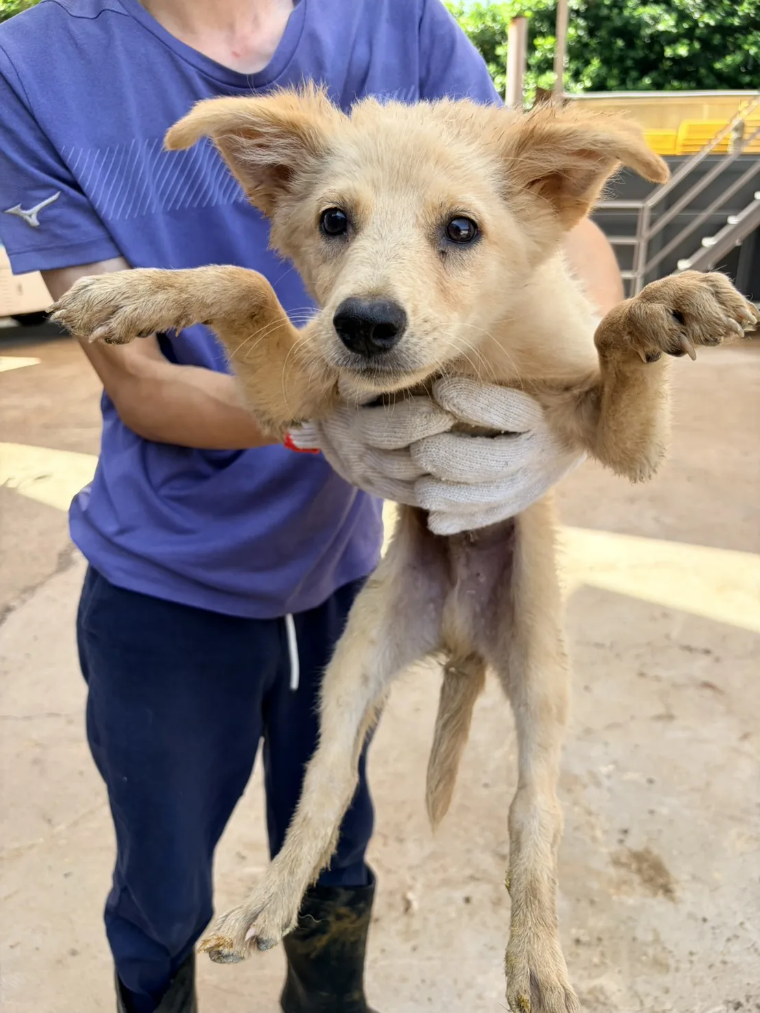 混種犬