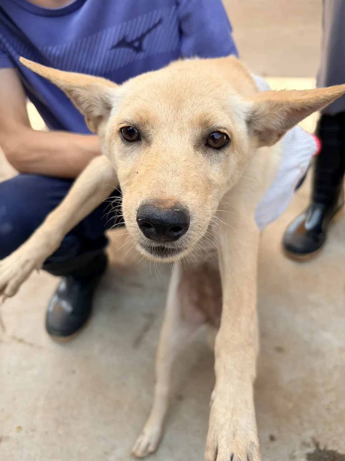 混種犬