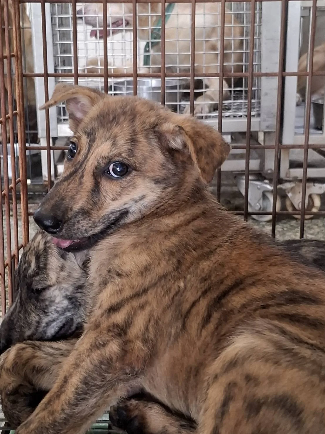 混種犬