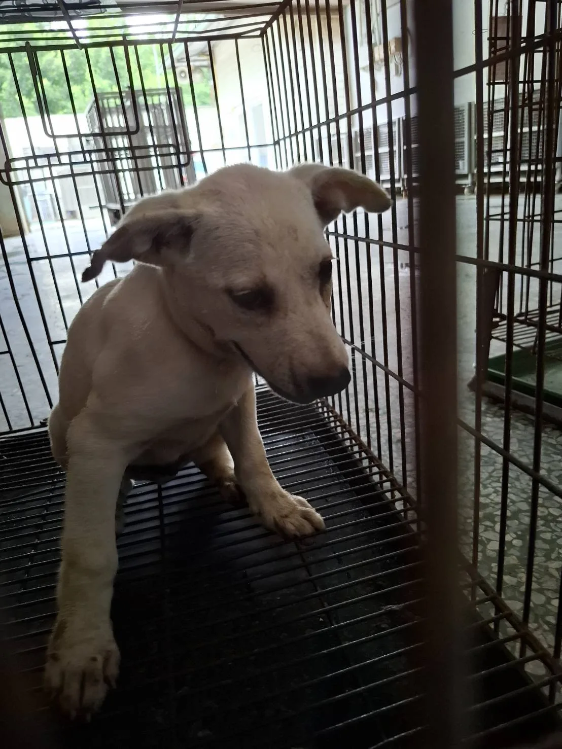 混種犬