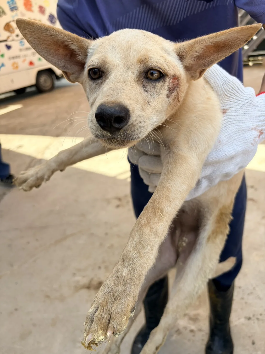 混種犬