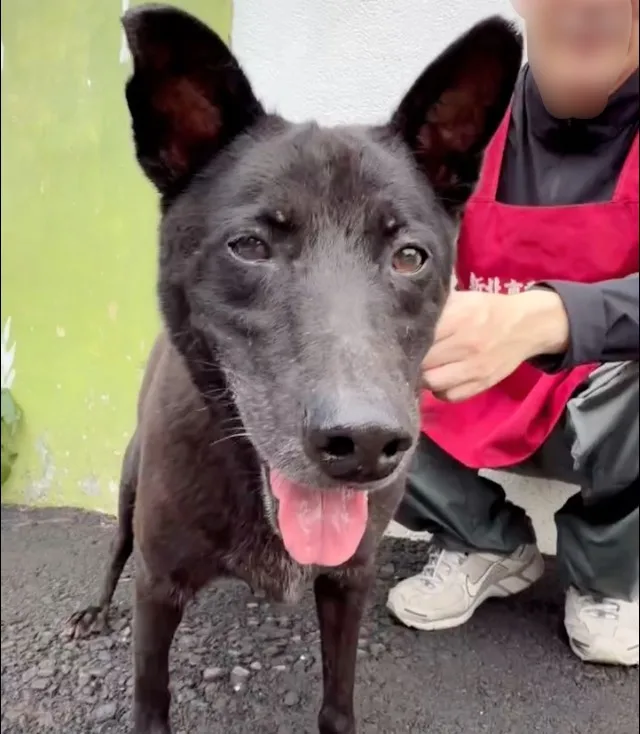 混種犬