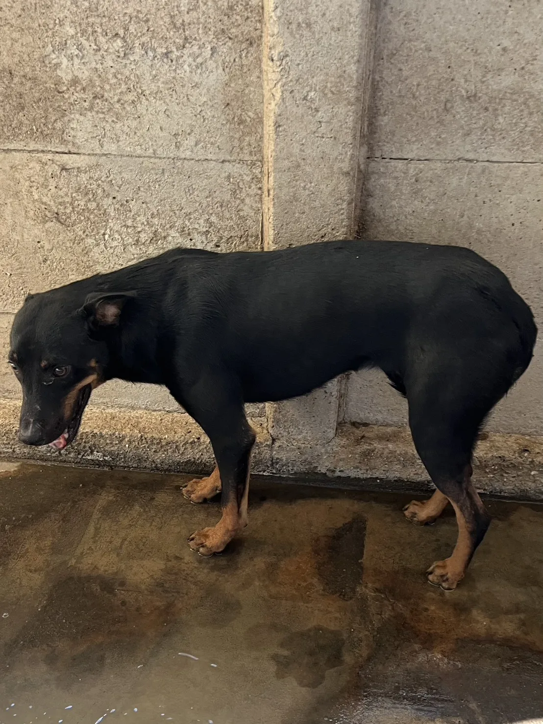 混種犬