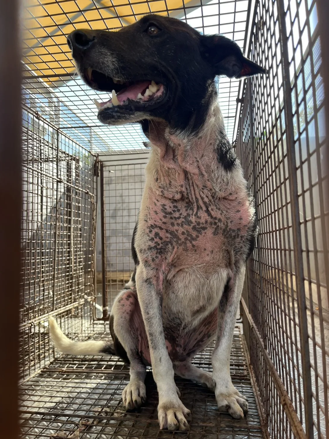混種犬