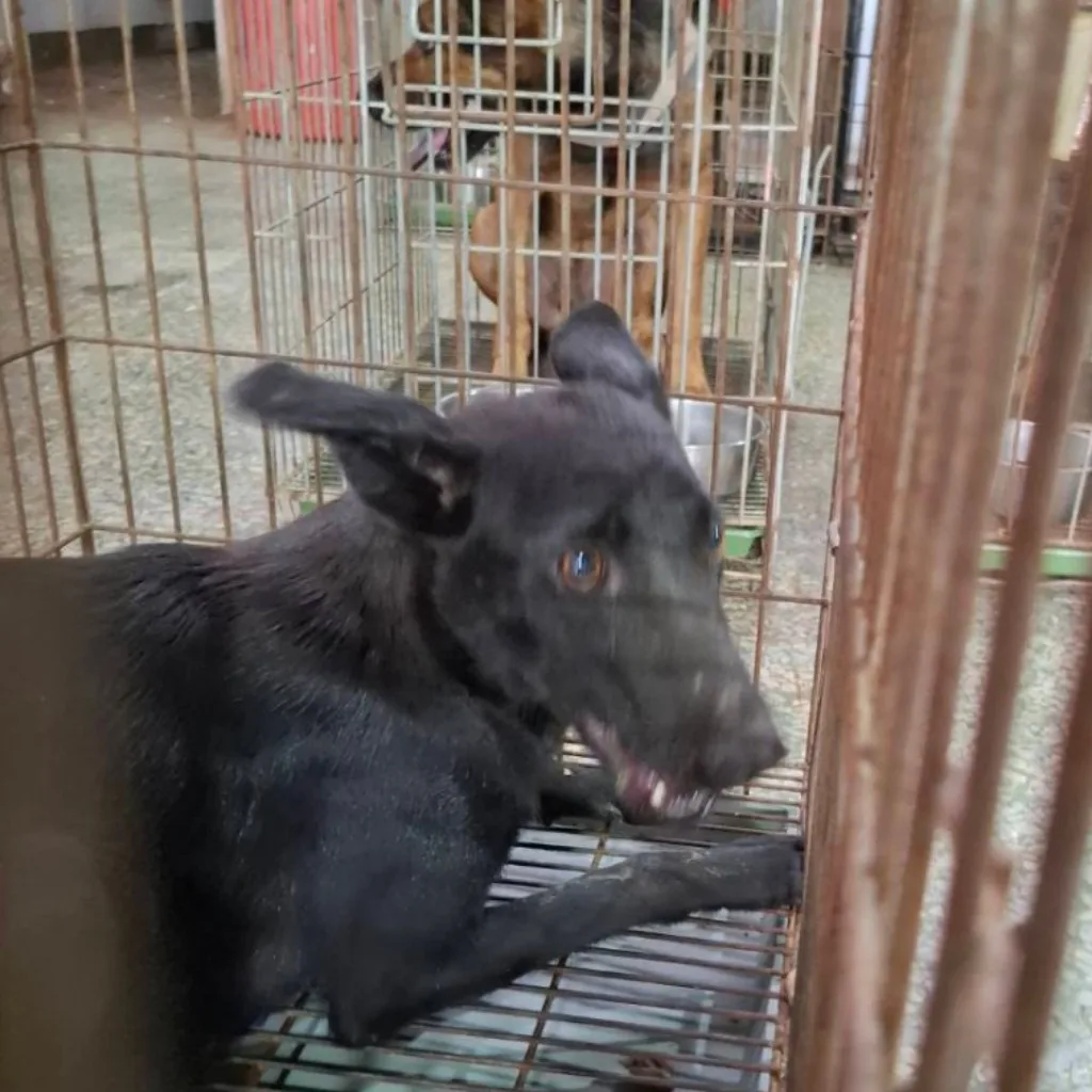 混種犬
