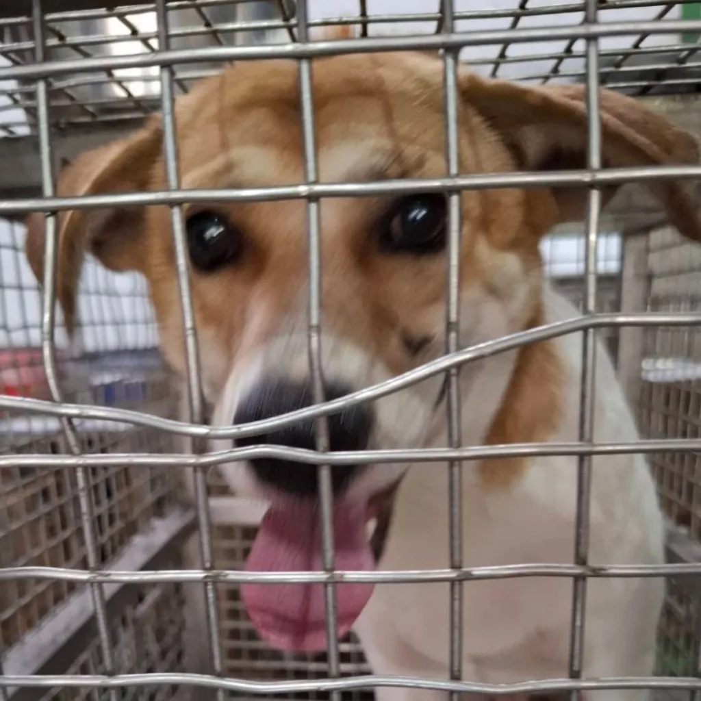 混種犬