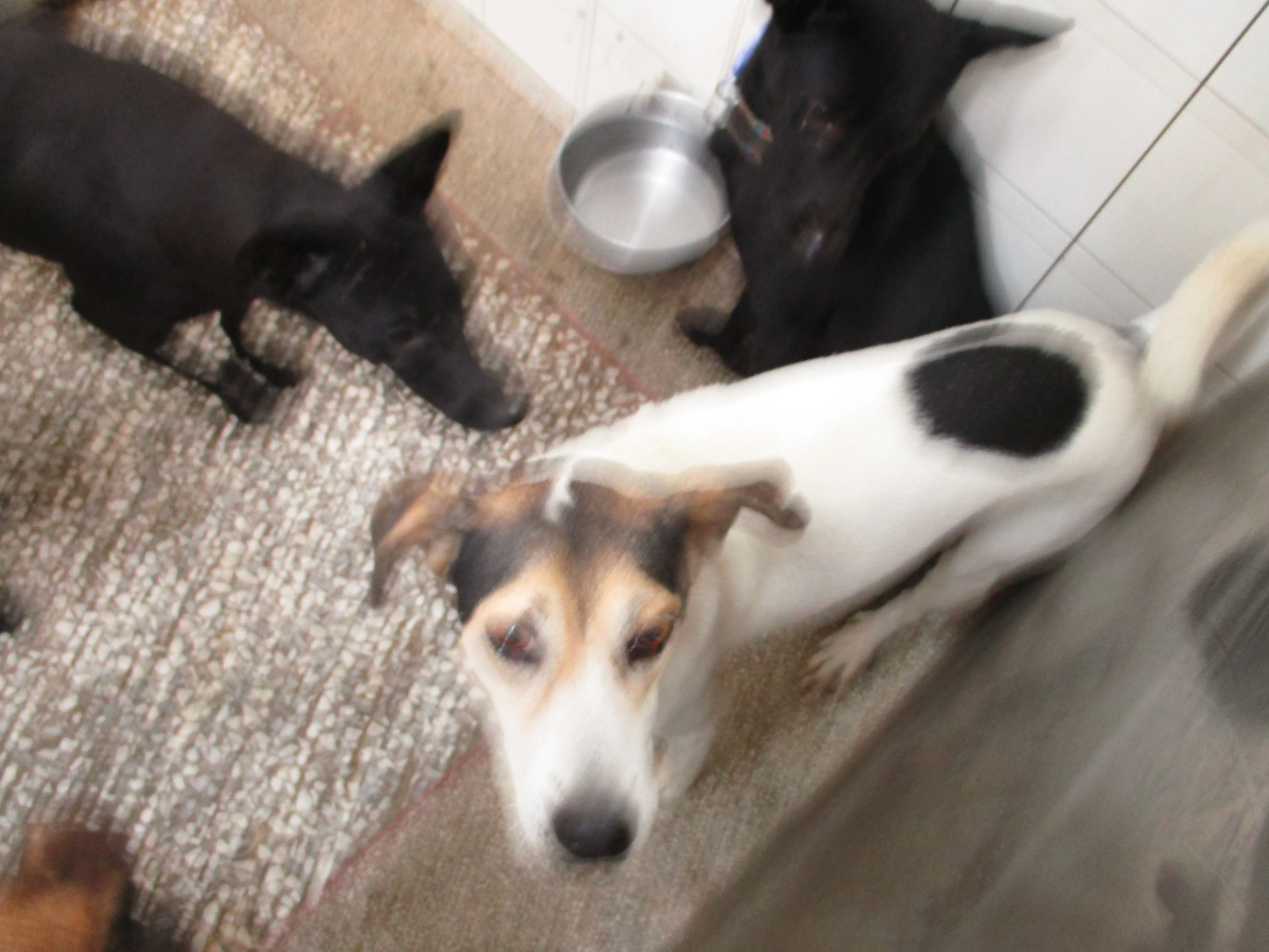 混種犬