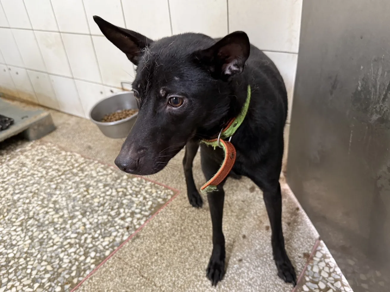 混種犬