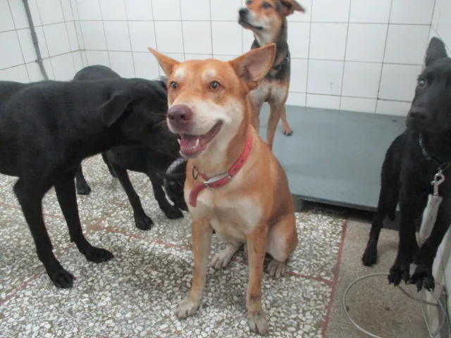 混種犬