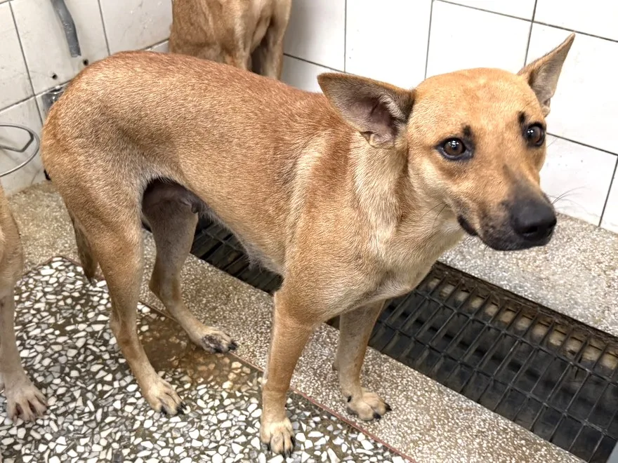 混種犬