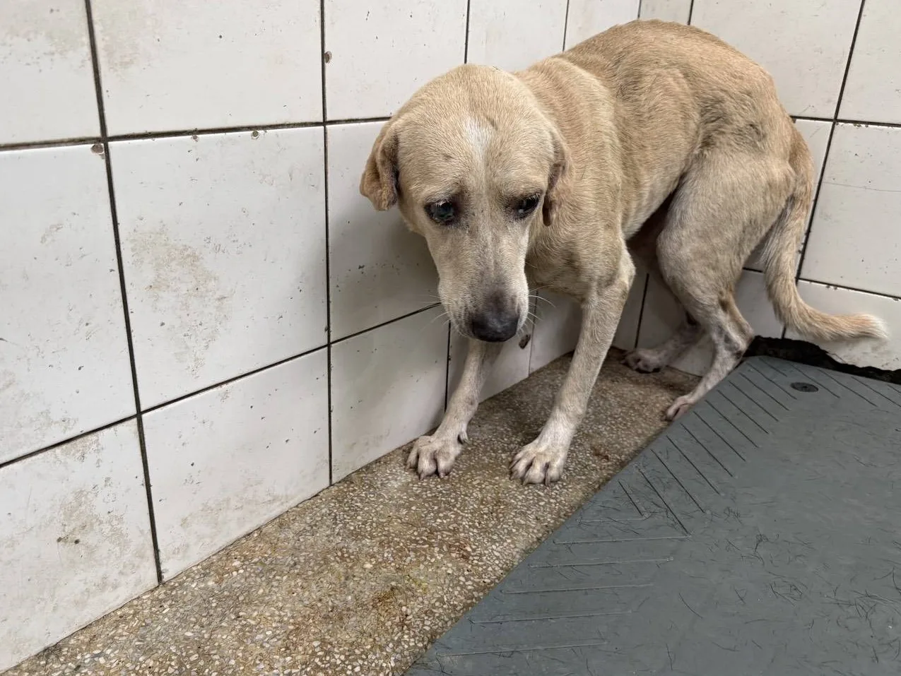 混種犬