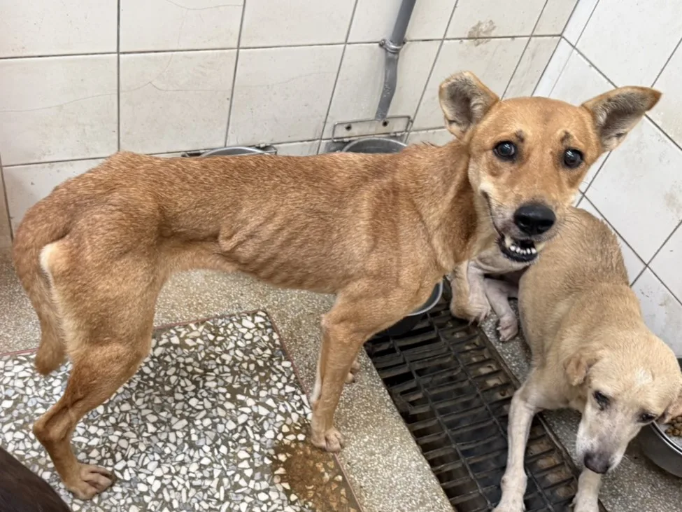 混種犬