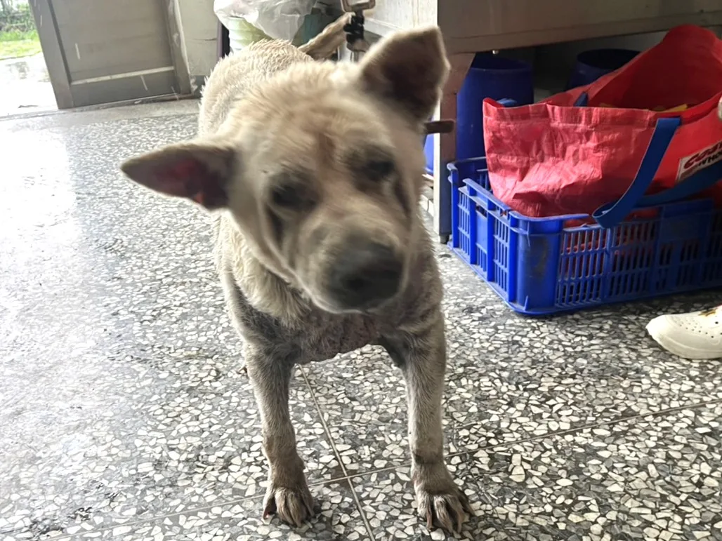 混種犬