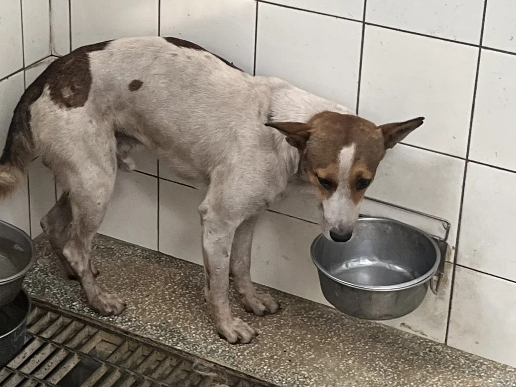 混種犬