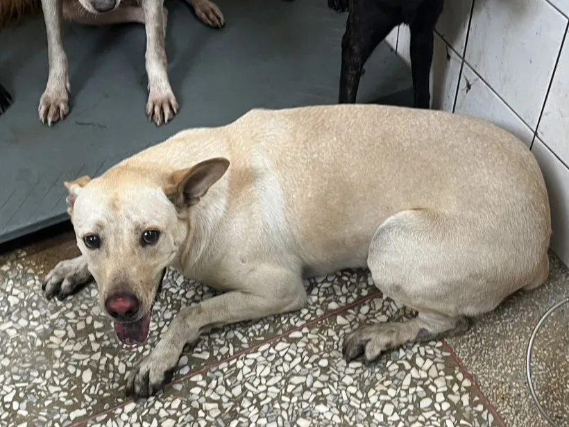 混種犬