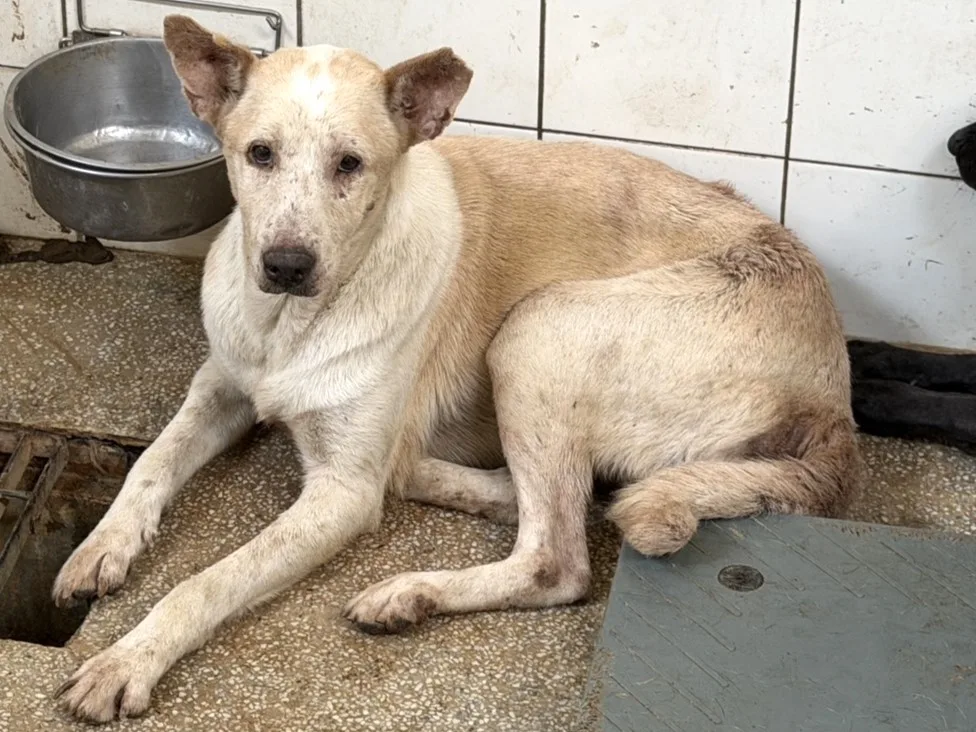 混種犬