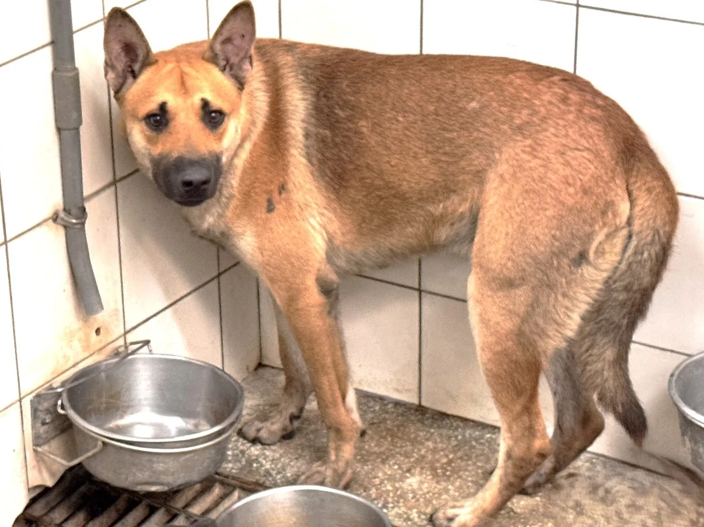 混種犬