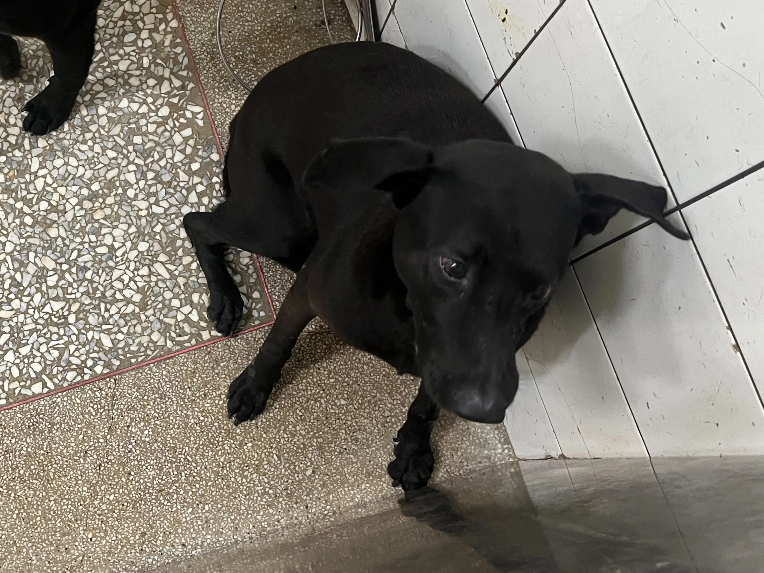 混種犬