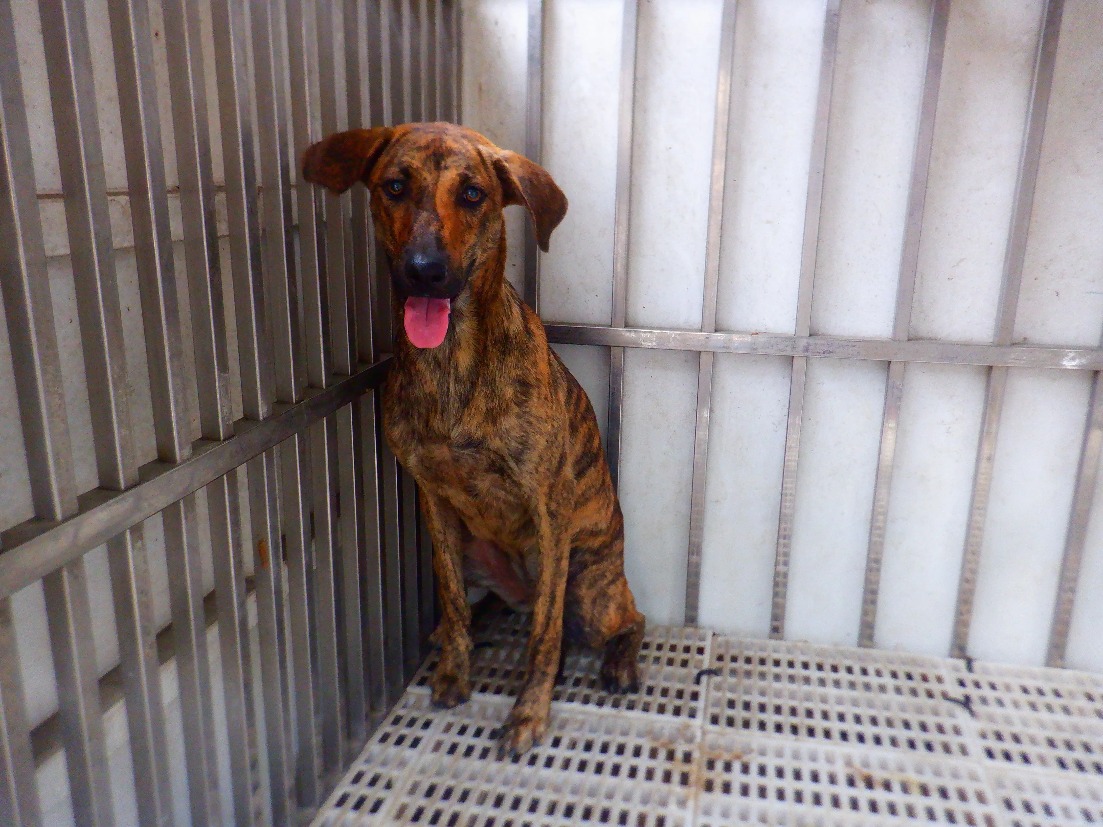 混種犬