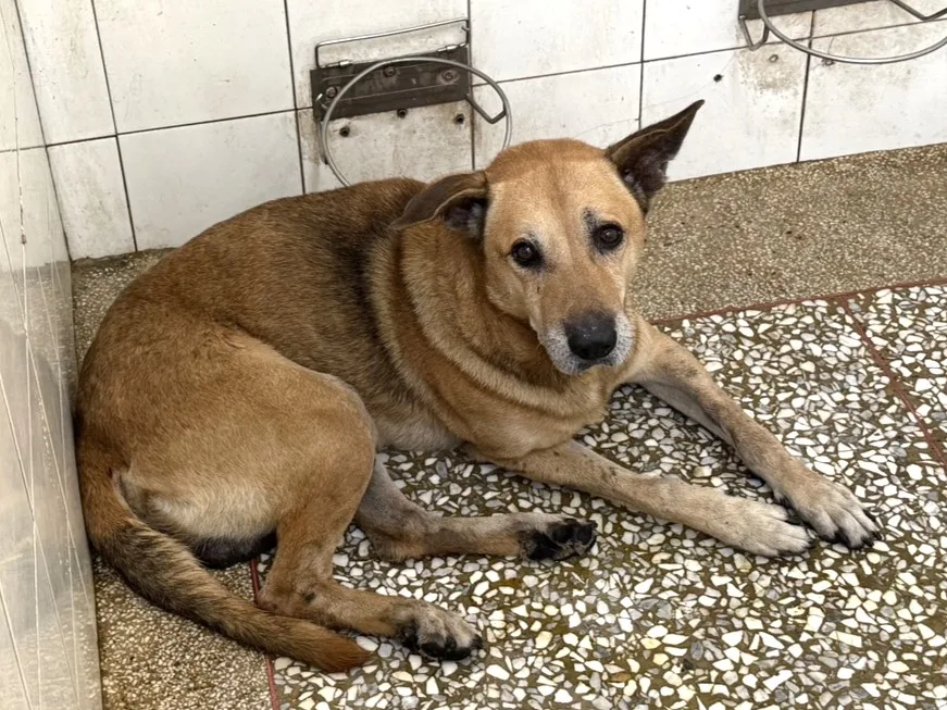 混種犬