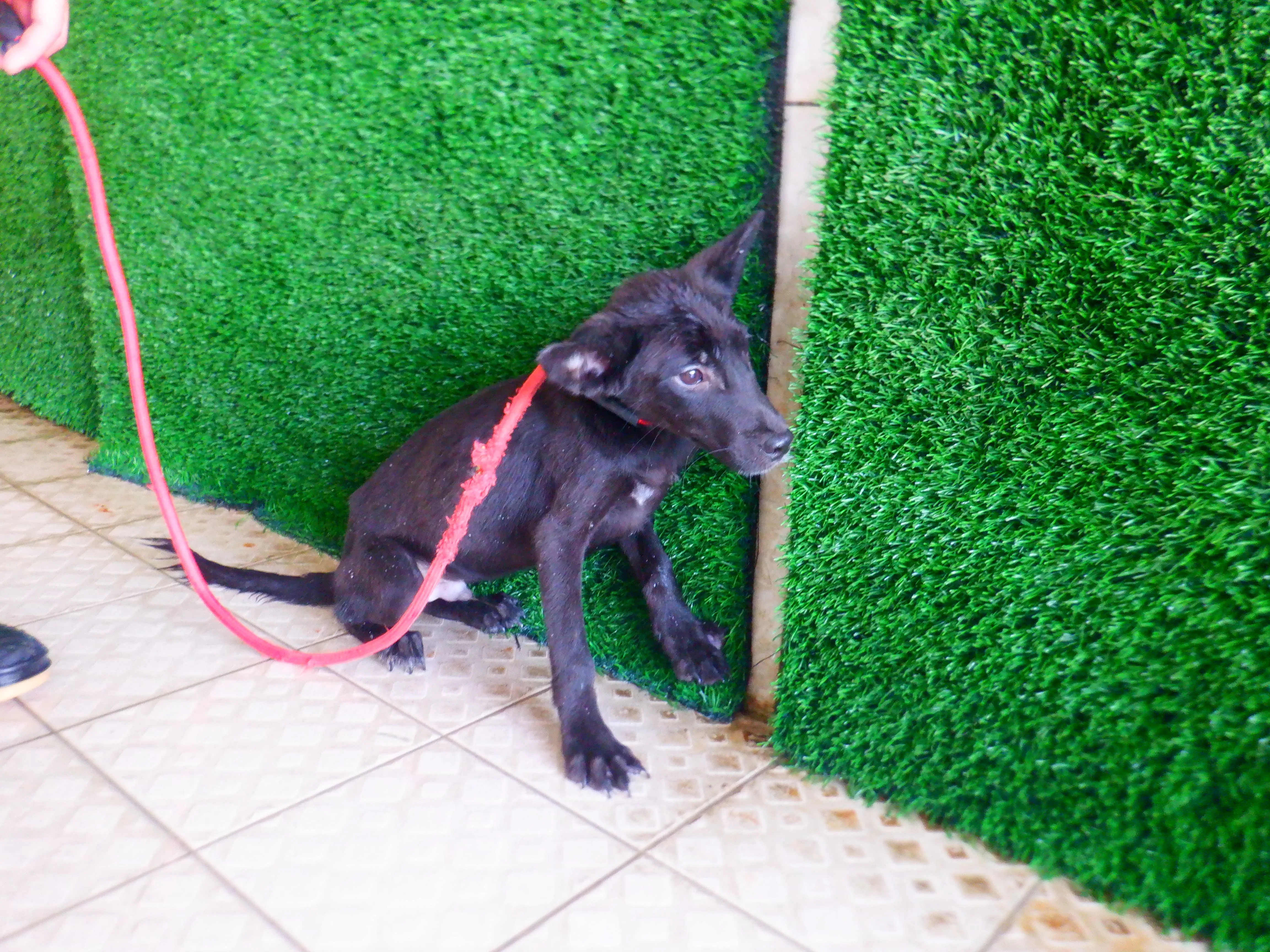 混種犬