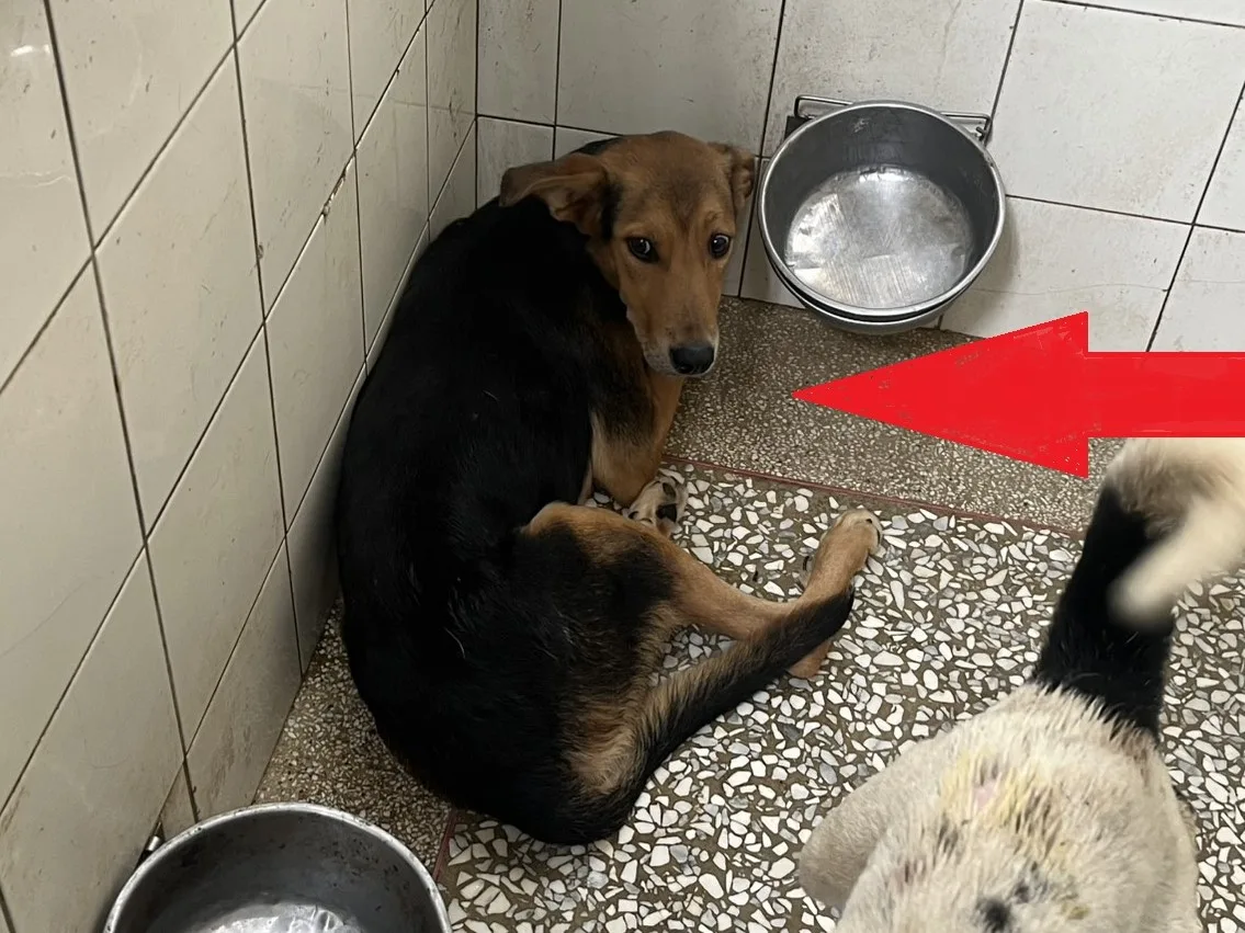 混種犬