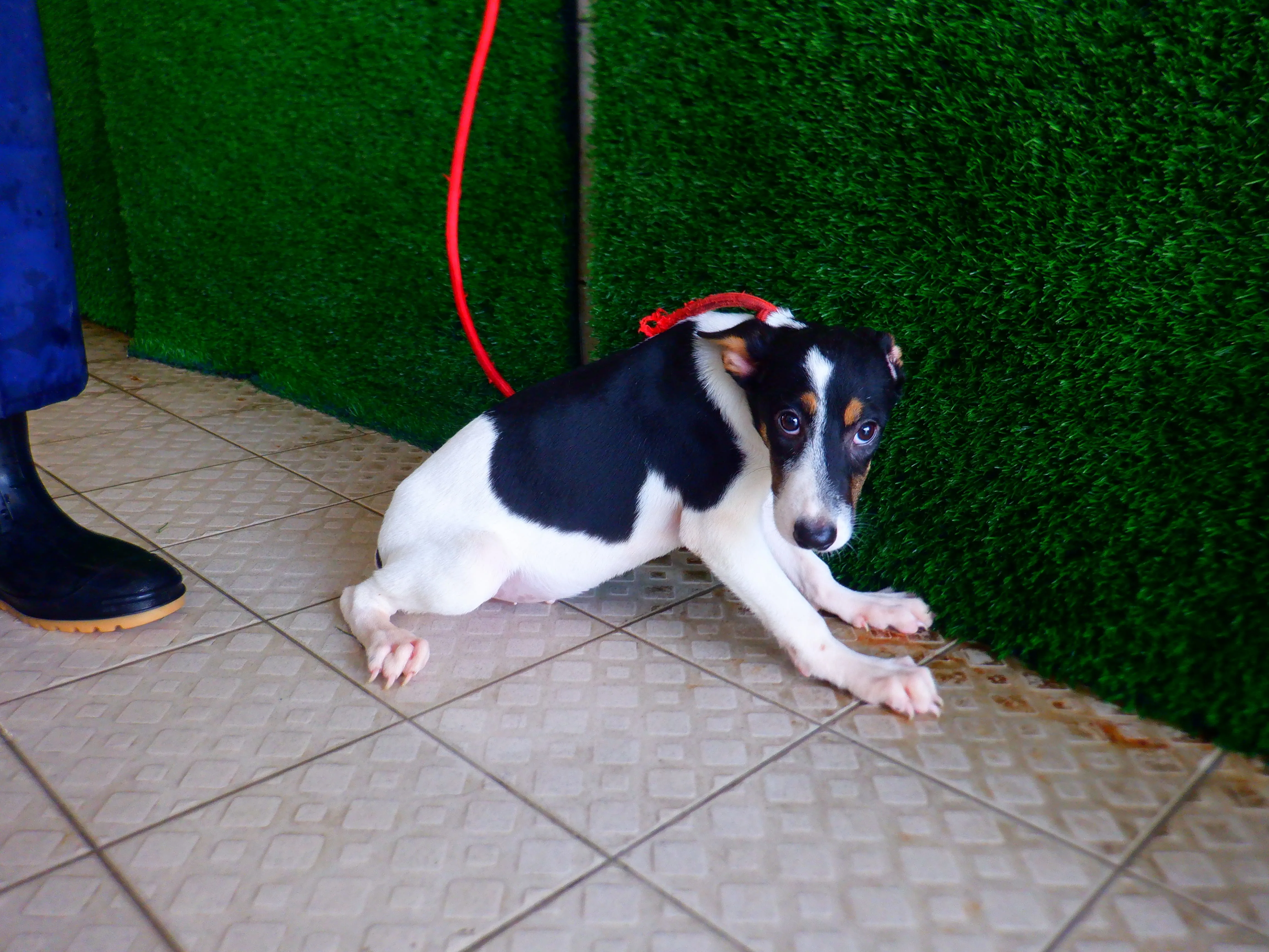 混種犬