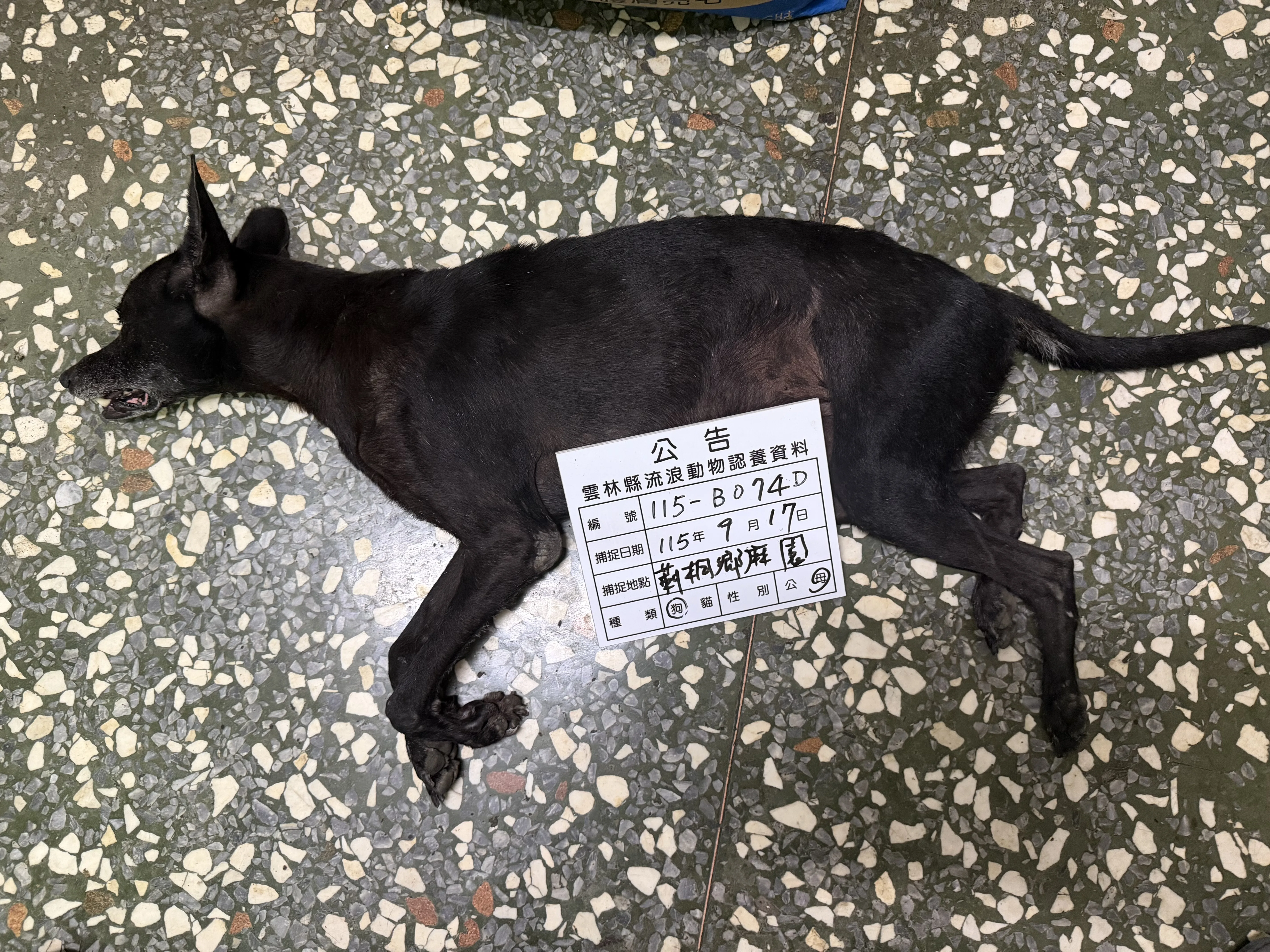 混種犬