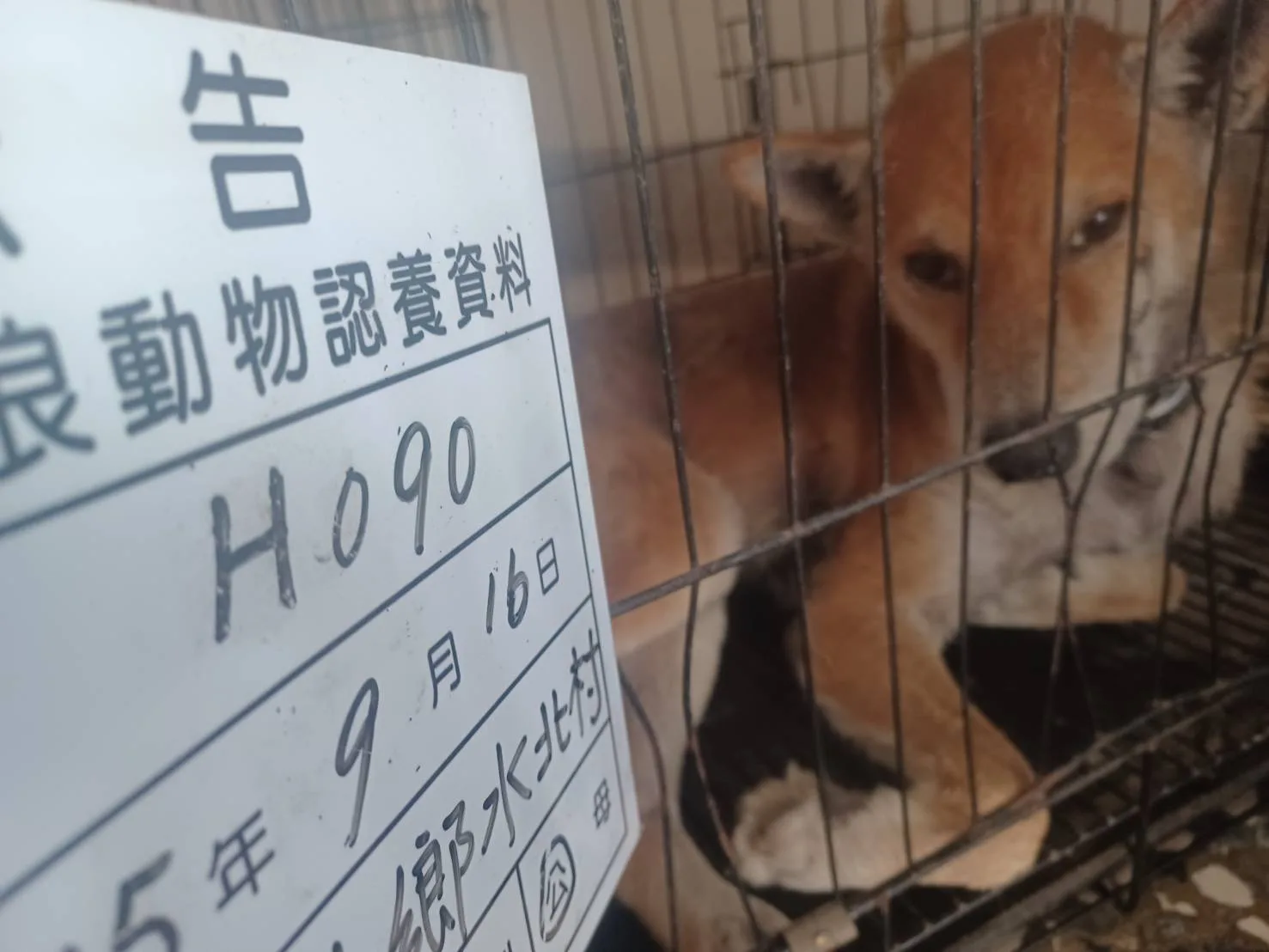 混種犬
