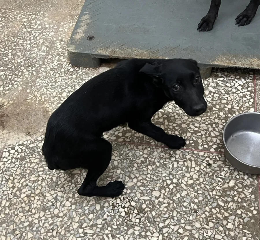 混種犬