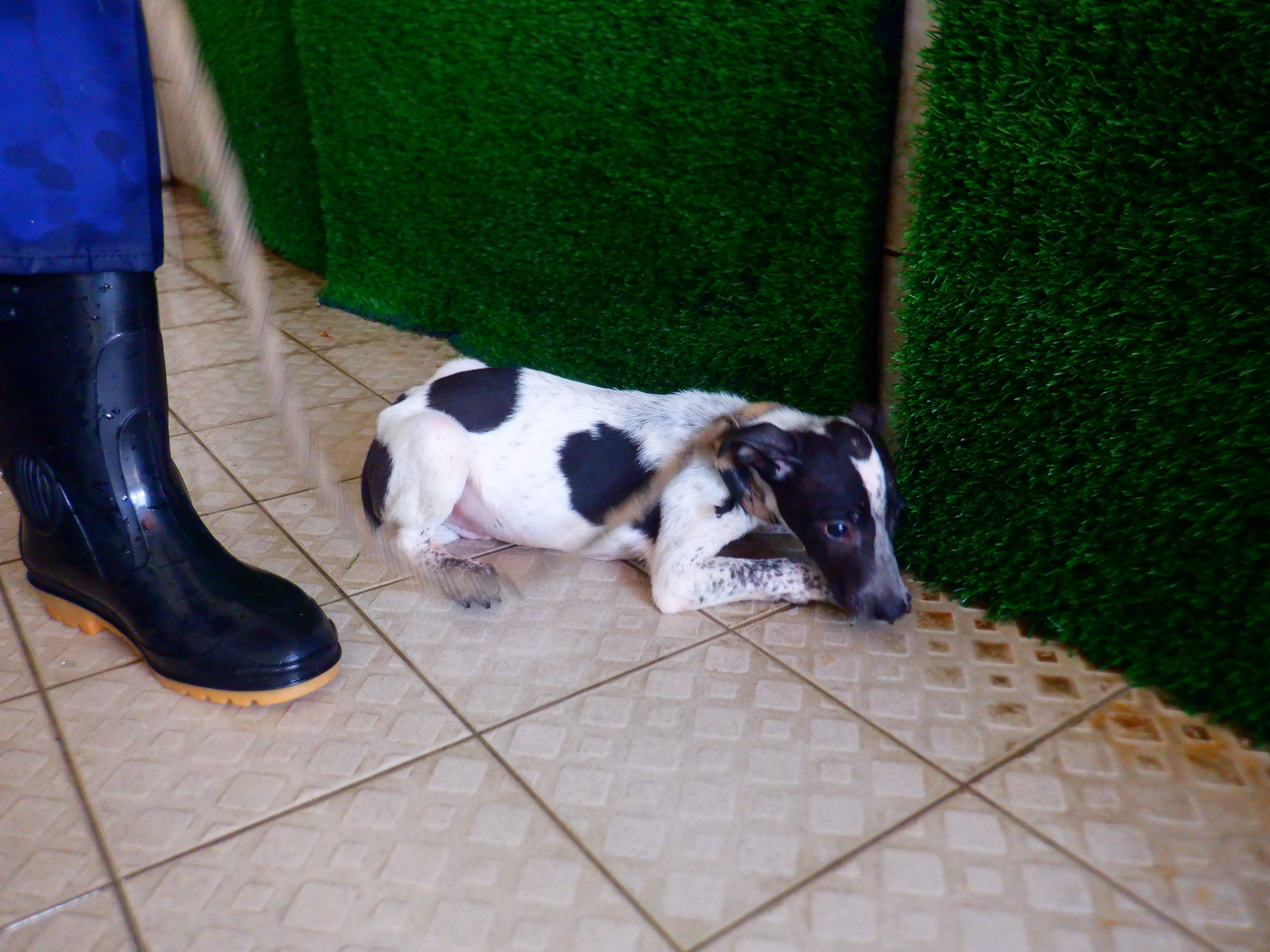 混種犬