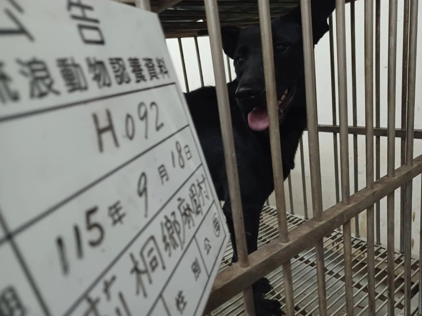 混種犬