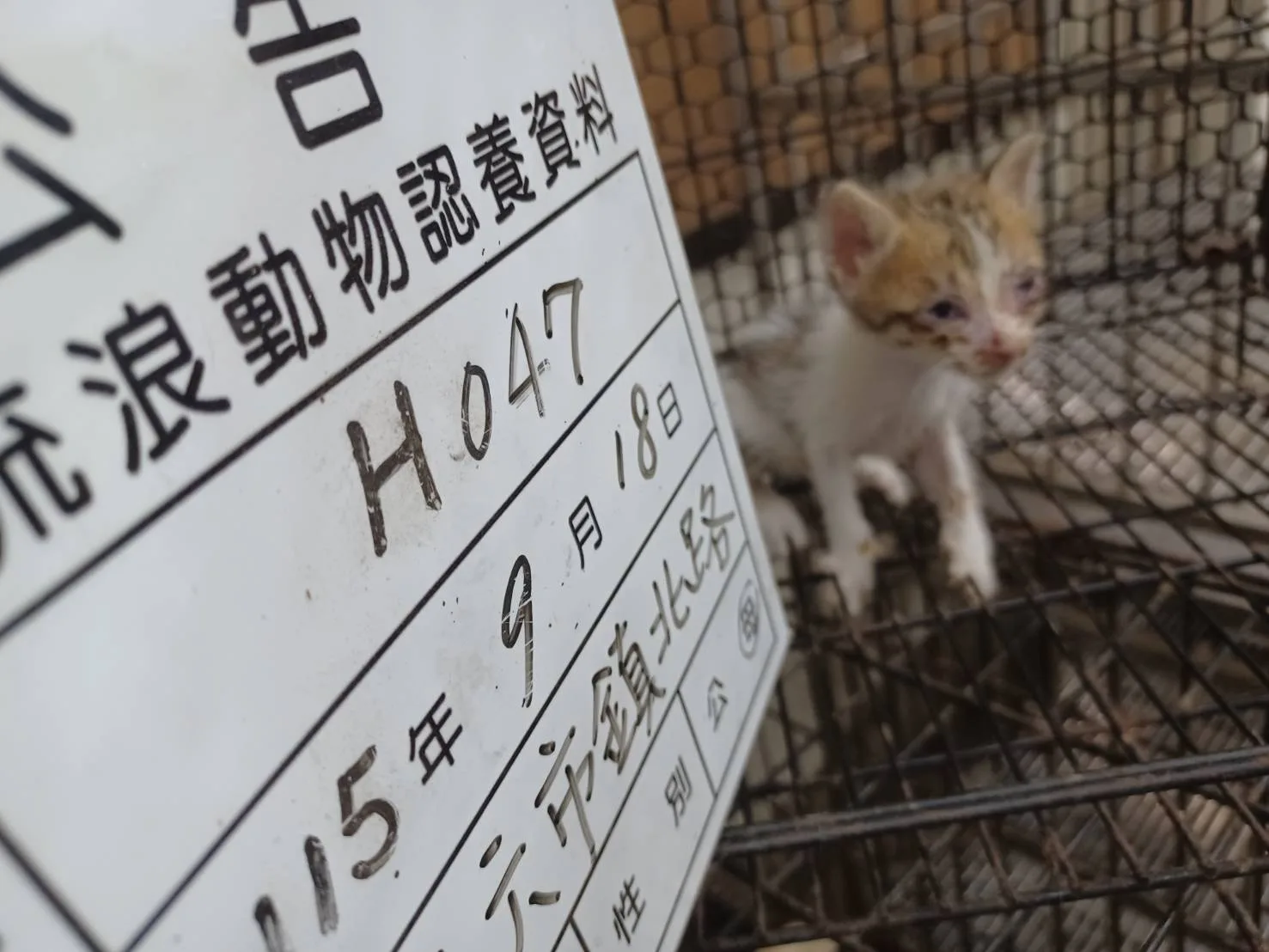 混種貓