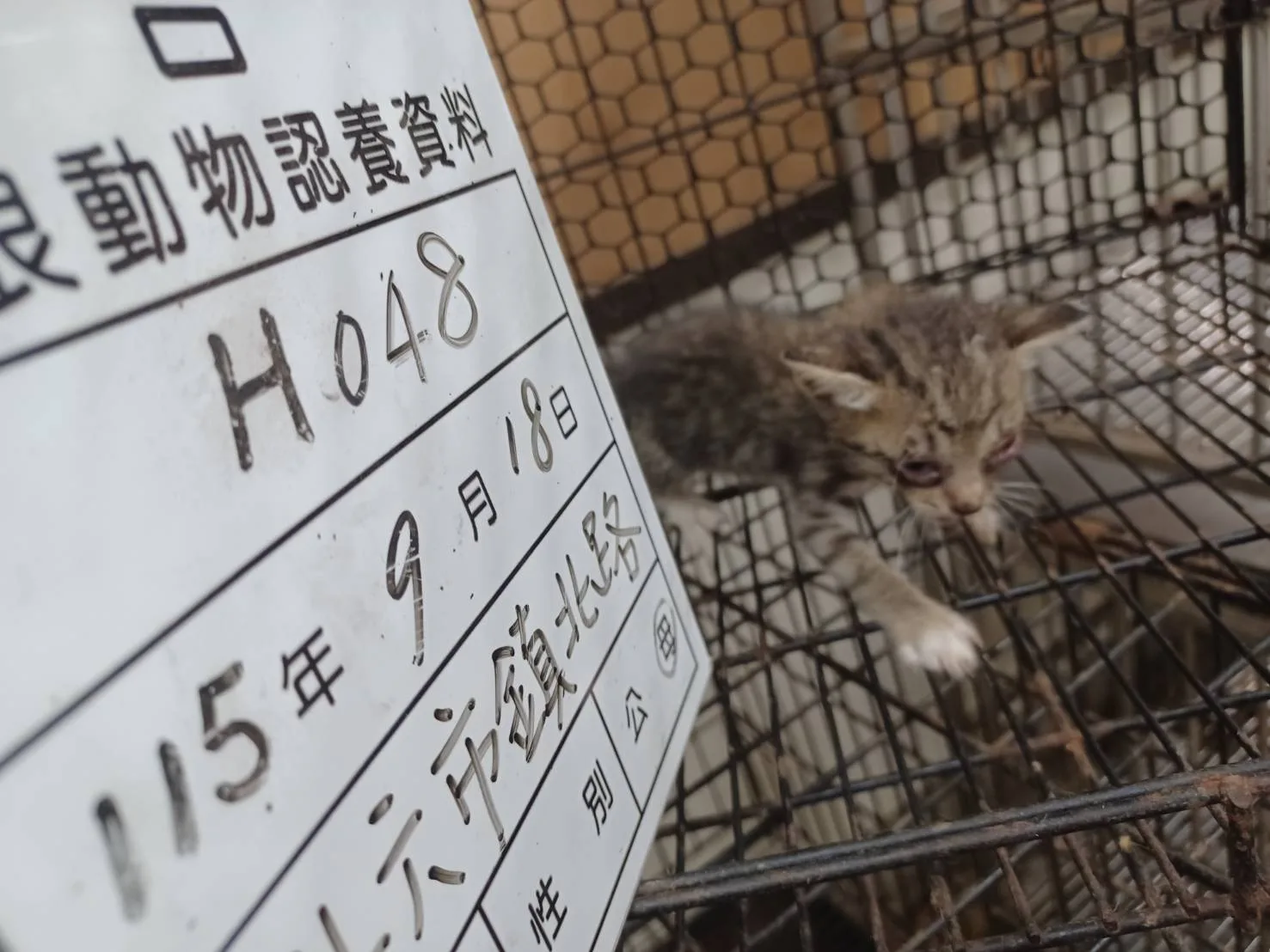 混種貓