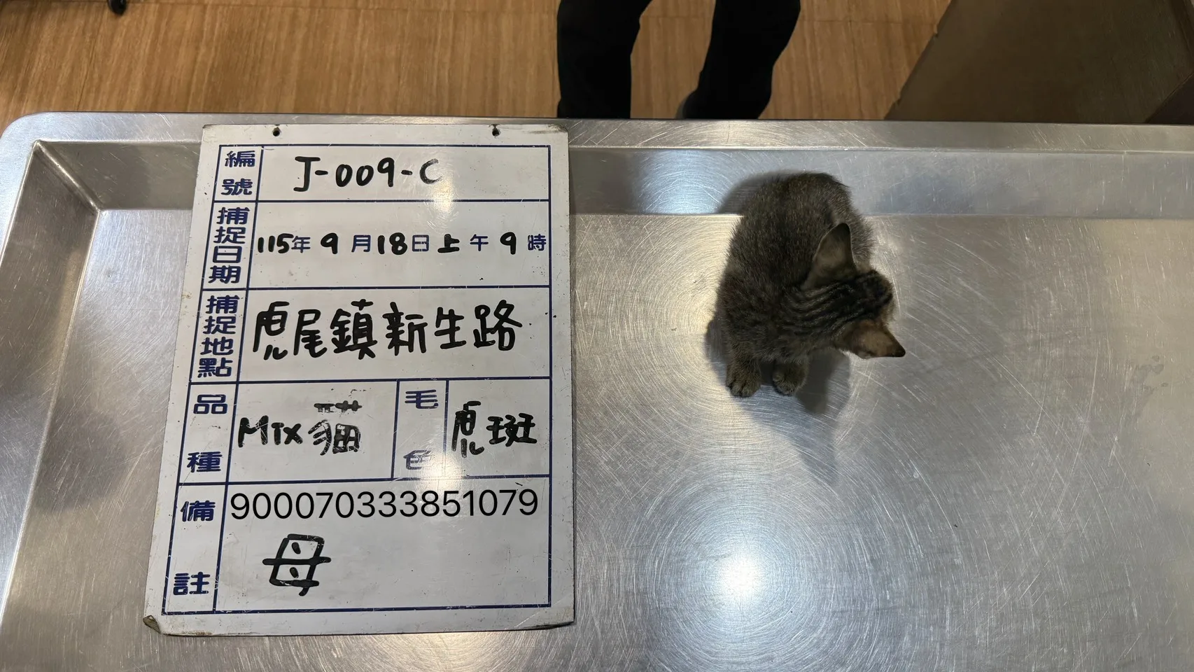混種貓