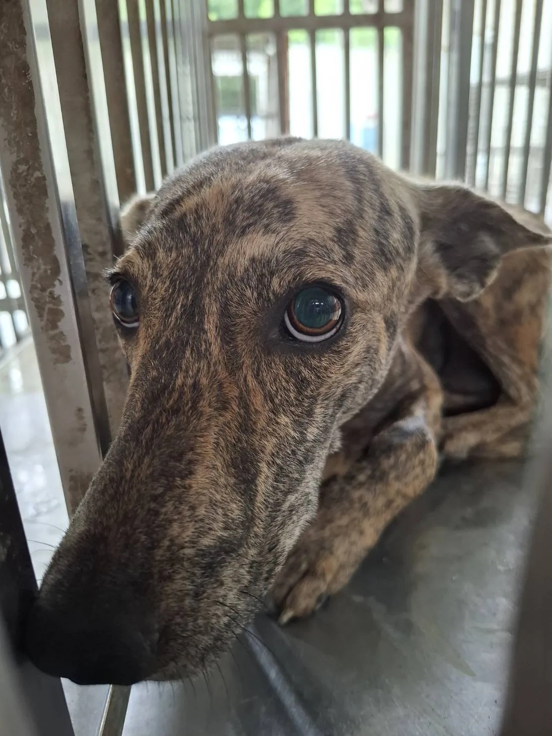 混種犬
