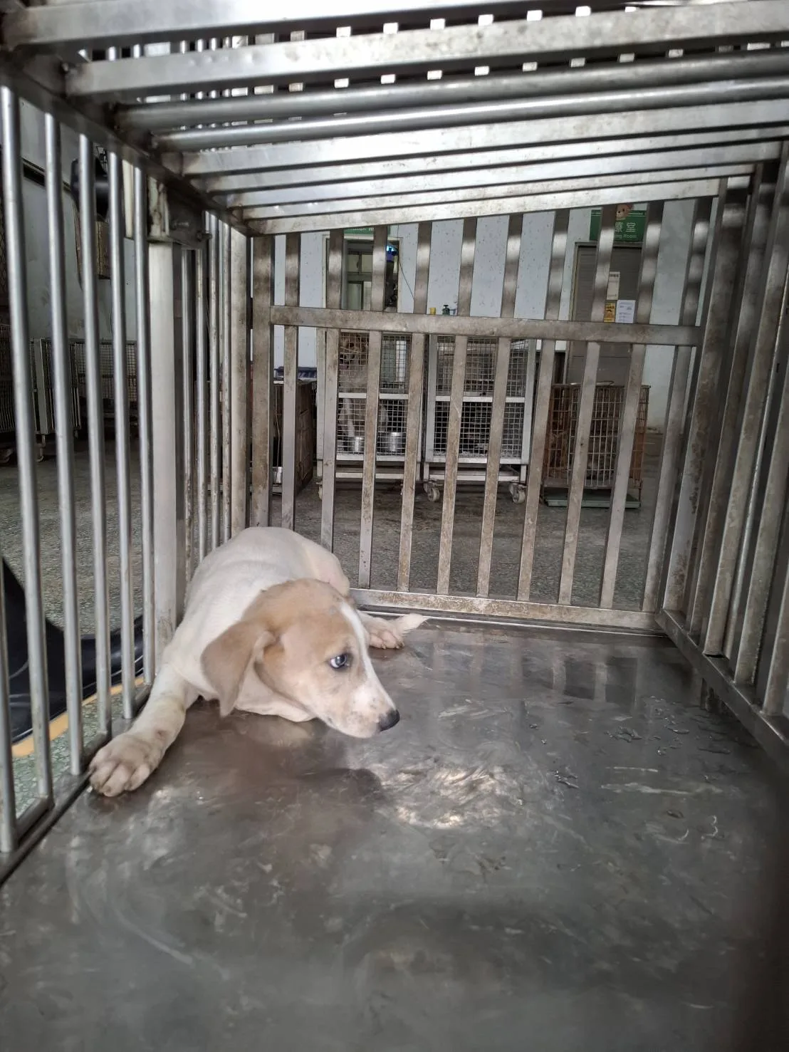 混種犬