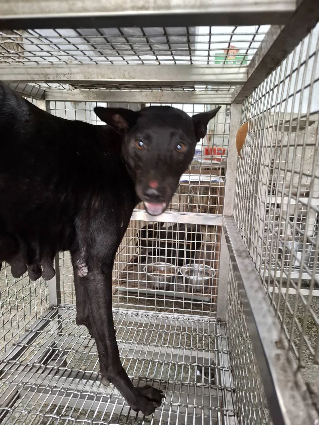 混種犬