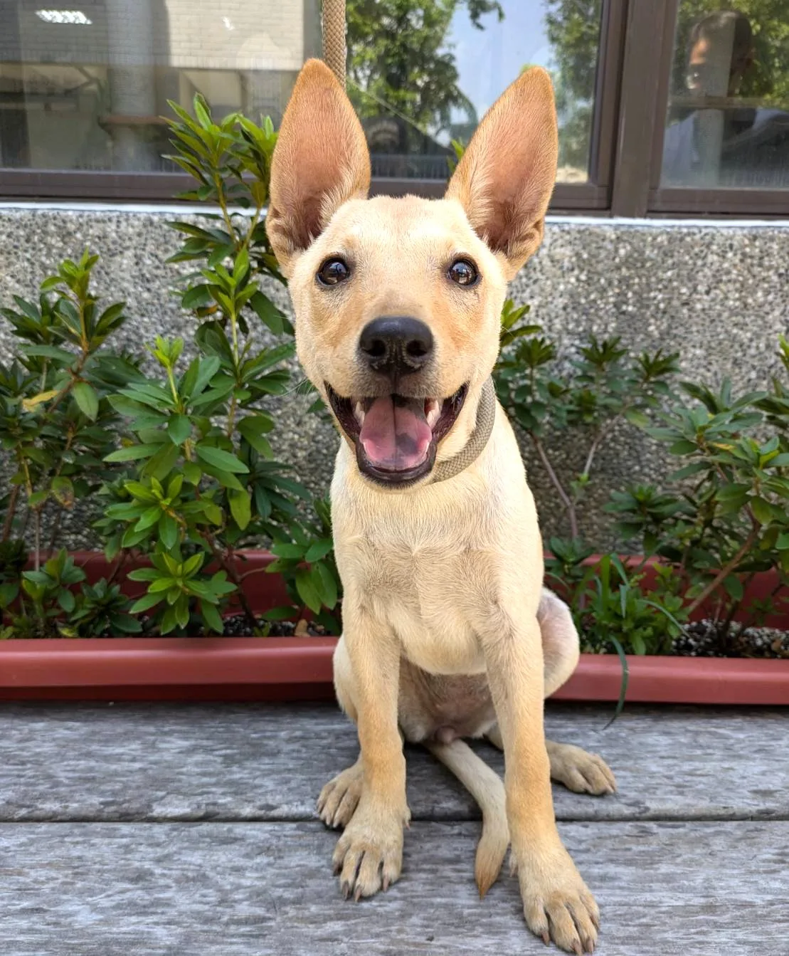 混種犬