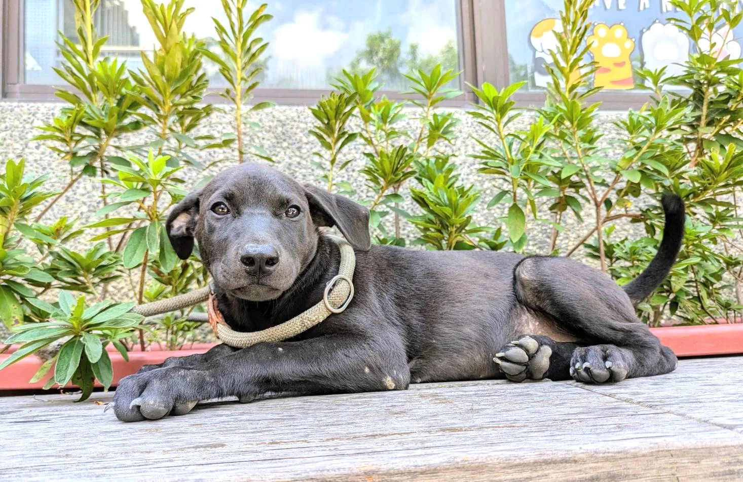 混種犬