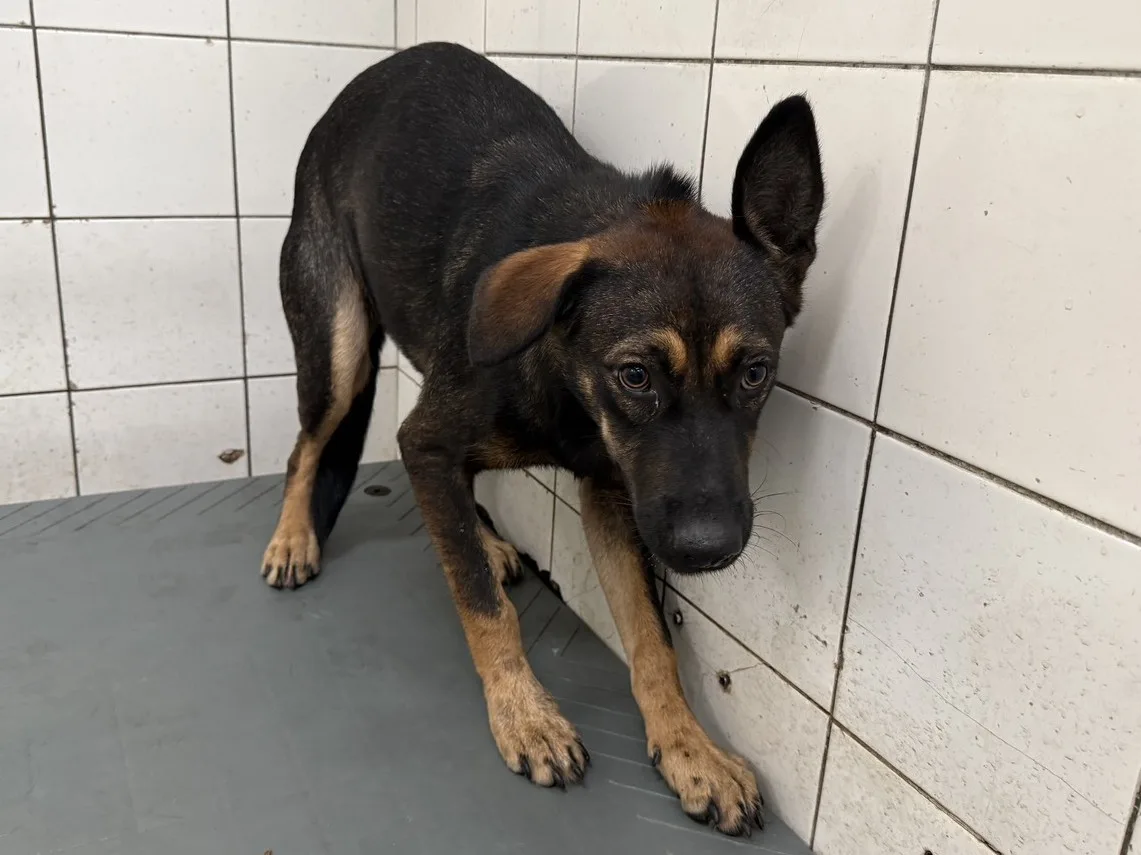 混種犬