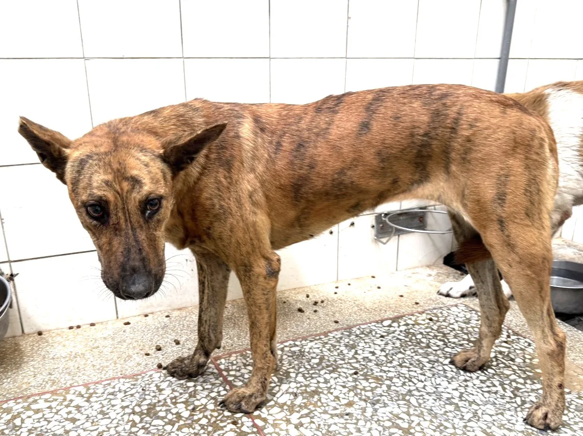 混種犬