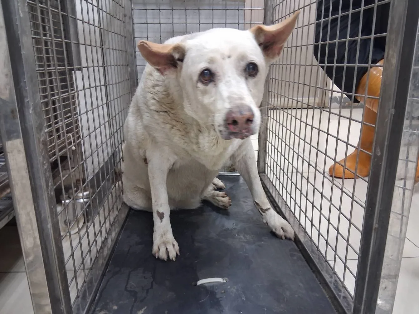 混種犬