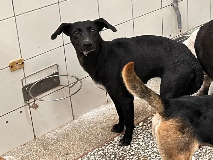 混種犬